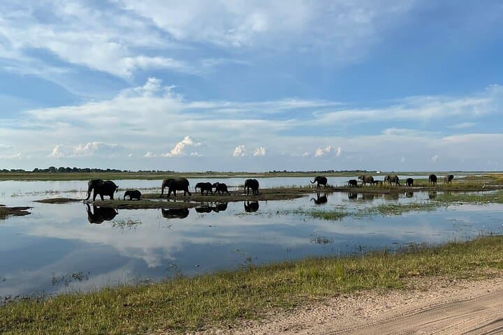 Chobe Day Trip from Victoria Falls — Boat Cruise & Afternoon Game Drive in Chobe National Park photo 4