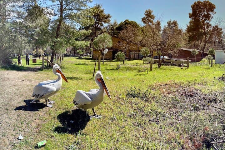 Durres and Karavasta National Park Day Trip from Tirana by Luxe Land Rover photo 3