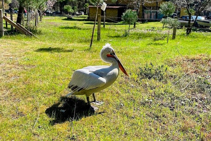Durres and Karavasta National Park Day Trip from Tirana by Luxe Land Rover