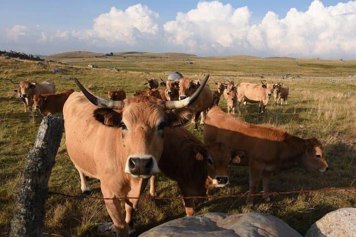Aubrac Plateau Day Trip: Aligot Lunch in a Traditional Buron