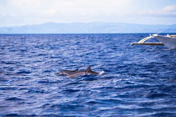 Balicasag Turtle Sanctuary Snorkel & Dolphin-Watching Boat Tour from Alona photo 4
