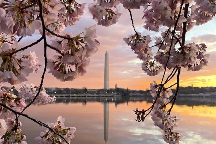 Pedaling the Cherry Blossoms: A 2-Hour Bike Tour Around DC’s Tidal Basin photo 4