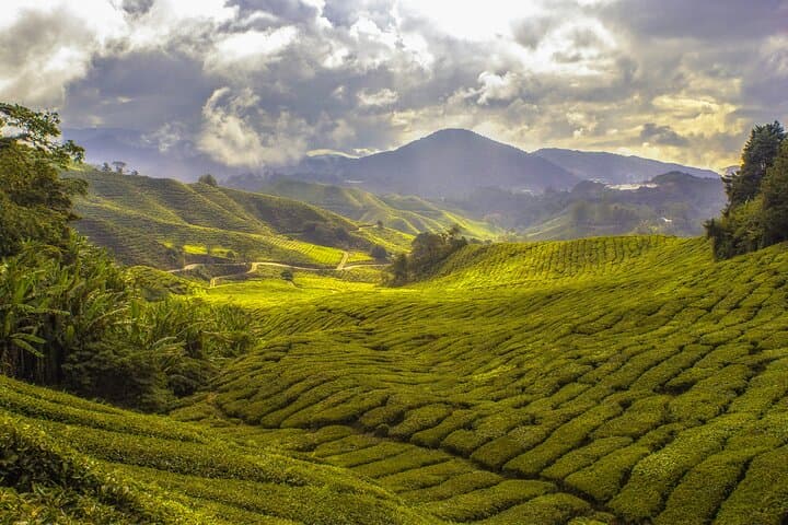 Sri Lanka 4-Day Private Tour: Sigiriya, Kandy & Nuwara Eliya with Driver and Hotels photo 3
