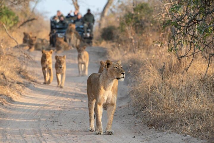Private Full-Day Kruger Safari from Hoedspruit — Open Vehicle Big Five Experience