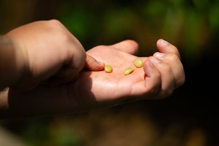 Cali Coffee Tour: Authentic Colombian Coffee Farm Experience photo 5