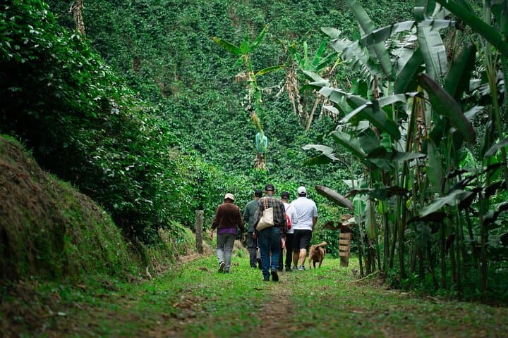 Cali Coffee Tour: Authentic Colombian Coffee Farm Experience photo 6