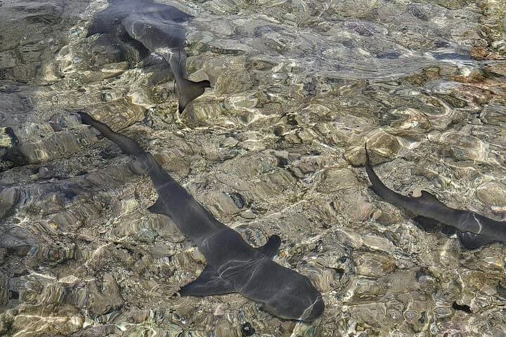 Shark Bay & Pedra de Lume: Half-Day Lemon Shark Encounter on Sal