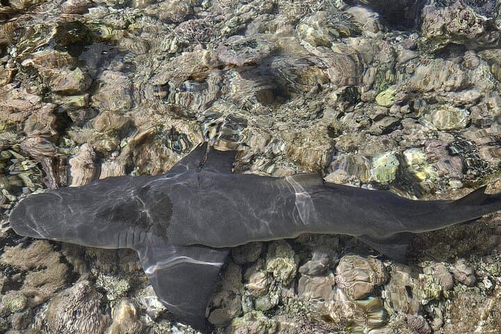 Shark Bay & Pedra de Lume: Half-Day Lemon Shark Encounter on Sal photo 3