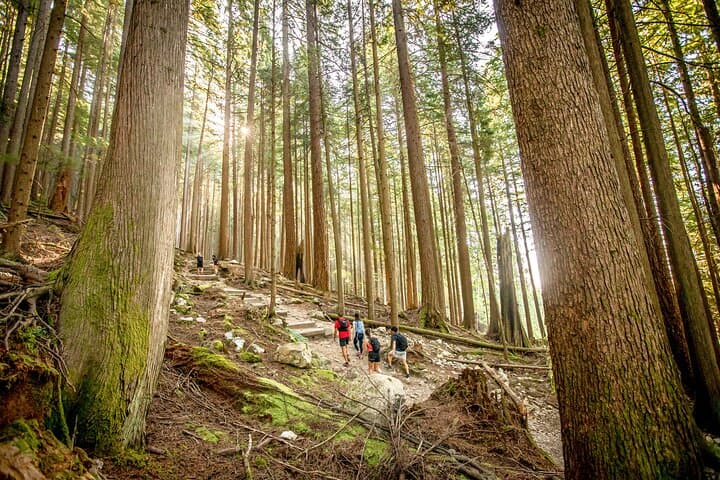 Vancouver Hiking Highlights: Grouse Grind, Lynn Canyon & Gondola Down photo 3