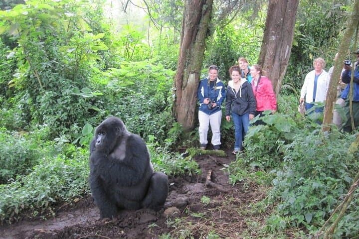 4-Day Volcanoes & Bwindi Gorilla Trek: Golden Monkeys, Lake Bunyonyi photo 2