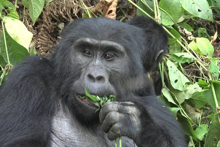 4-Day Mount Bisoke Hike & Bwindi Gorilla Trekking Adventure photo 6