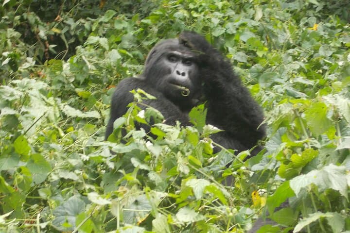 6-Day Gorilla and Primate Trek: Bwindi, Nyungwe & Lake Kivu