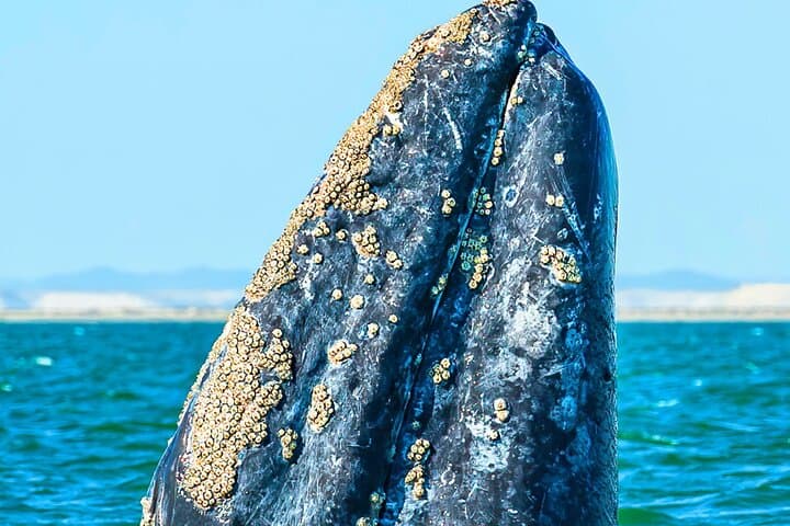 Gray Whale Watching in López Mateos from Loreto: Two-Hour Panga Expedition photo 5