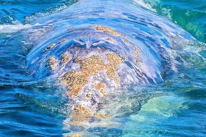 Gray Whale Watching in López Mateos from Loreto: Two-Hour Panga Expedition photo 6