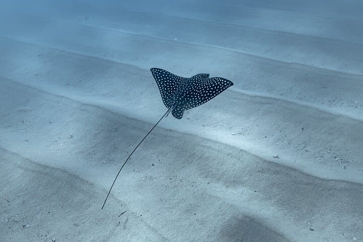 San Jose del Cabo Snorkeling: Reefs, Turtles & Eco-Friendly Tours photo 4