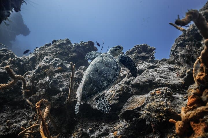 San Jose del Cabo Snorkeling: Reefs, Turtles & Eco-Friendly Tours photo 3