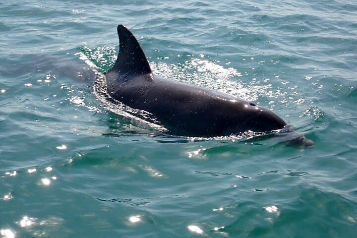 Key West Sunset Sail: Dolphin Watching, Premium Wine & Tapas on a Luxury Catamaran photo 4