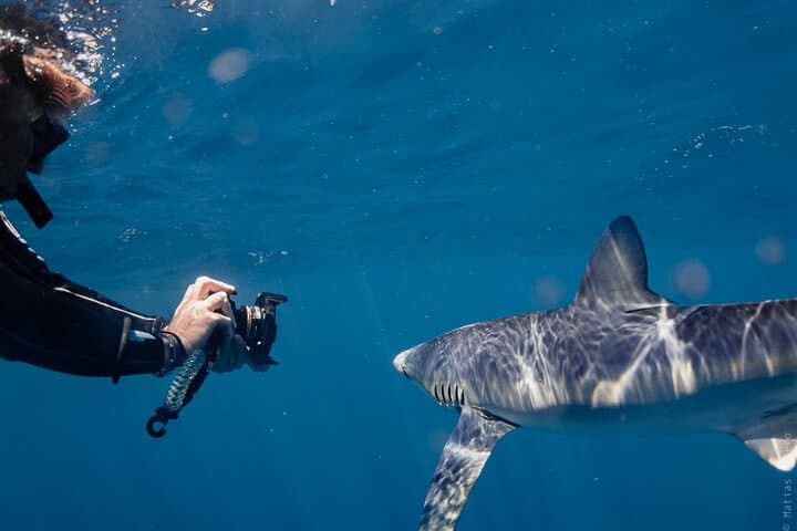 San Jose del Cabo Shark Safari: Responsible Shark Encounters & Snorkel Guide