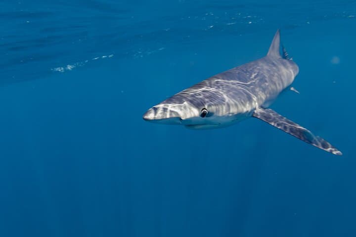 San Jose del Cabo Shark Safari: Responsible Shark Encounters & Snorkel Guide photo 6