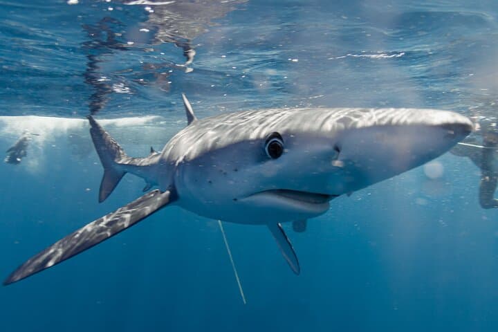 San Jose del Cabo Shark Safari: Responsible Shark Encounters & Snorkel Guide photo 3