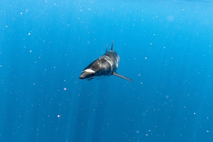 San Jose del Cabo Shark Safari: Responsible Shark Encounters & Snorkel Guide photo 5