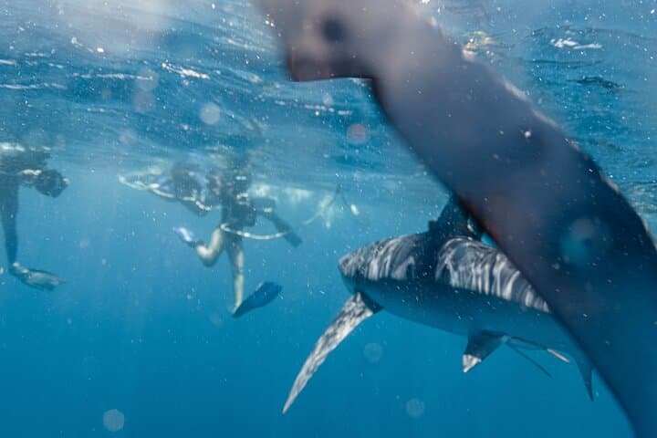 San Jose del Cabo Shark Safari: Responsible Shark Encounters & Snorkel Guide photo 2