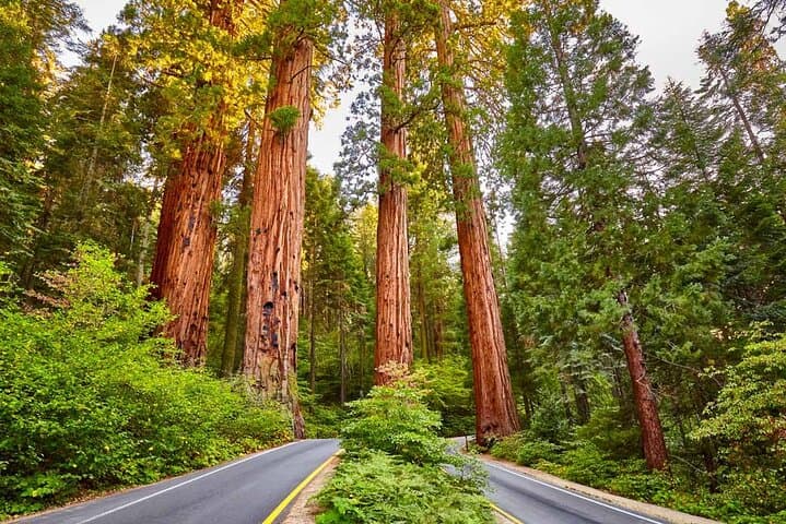 Private Sequoia & Kings Canyon Tour with Former Park Rangers