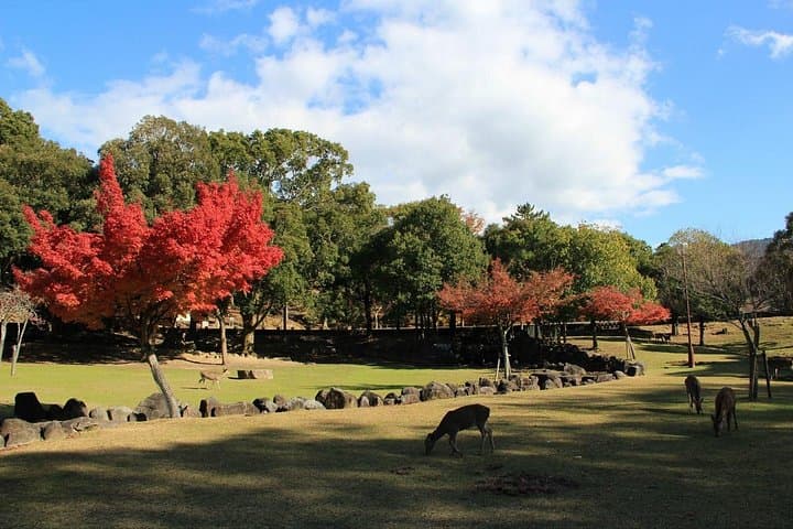 Customize Your One-Day Nara Tour: Deer, Todai-ji & Mount Wakakusa photo 3