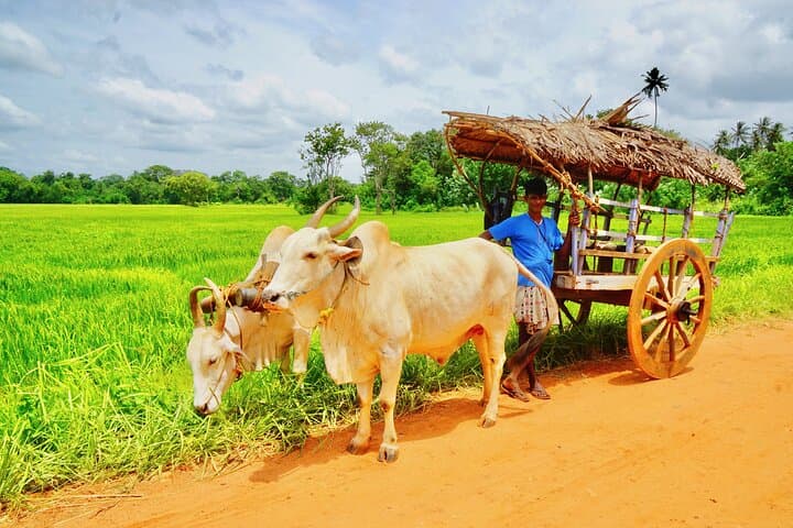 Sigiriya & Dambulla Day Tour: Climb Lion Rock and Explore the Golden Cave Temple photo 6