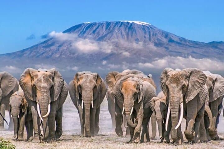 5-Day Amboseli, Tsavo West & Tsavo East Safari — Kilimanjaro Views and Red Elephant Herds photo 4