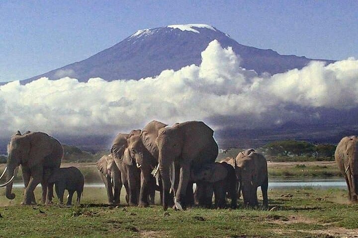 Amboseli Safari: 4-Day 4x4 Landcruiser Wildlife Adventure with Kilimanjaro Views photo 5