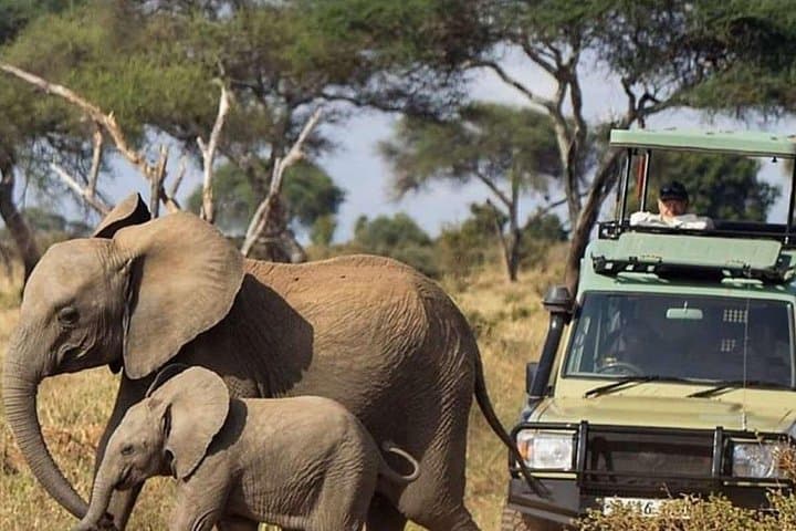 Amboseli National Park 3-Day Budget Safari: Kilimanjaro Views & Elephant Herds photo 4