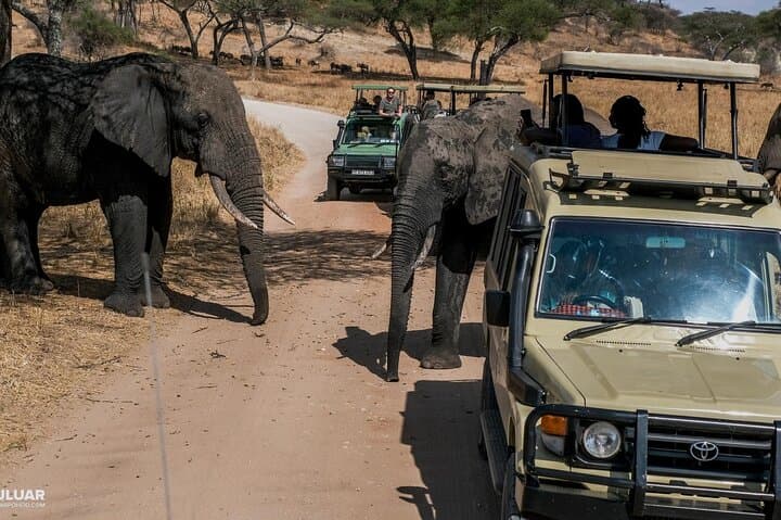 8-Day Kenya Safari: Maasai Mara, Lake Nakuru, Amboseli & Tsavo Adventure photo 6