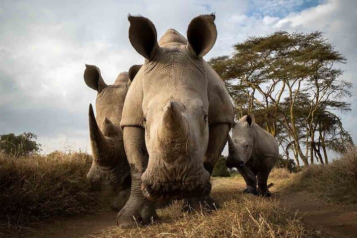 2-Day Solio Ranch Luxury Rhino Safari from Nairobi