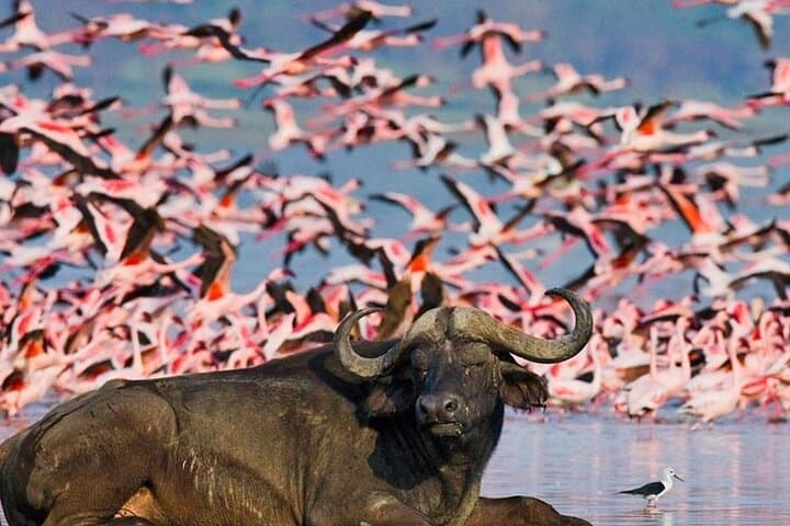 Explore Nakuru, Hells Gate, and Lake Naivasha: A 2-Day Wildlife and Adventure Tour from Nairobi