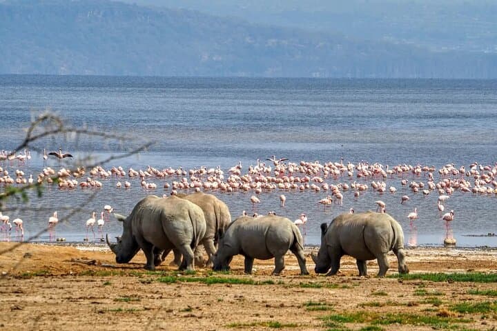 3-Day Rift Valley Safari: Lake Nakuru, Bogoria & Naivasha from Nairobi photo 4