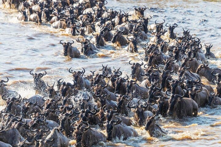 3-Day-Maasai-Mara-Great-Migration-Safari-8th-Wonder photo 4