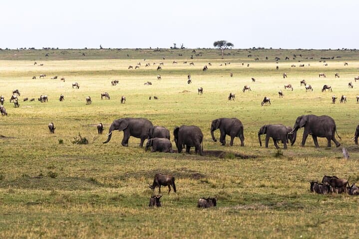 3-Day-Maasai-Mara-Great-Migration-Safari-8th-Wonder photo 5
