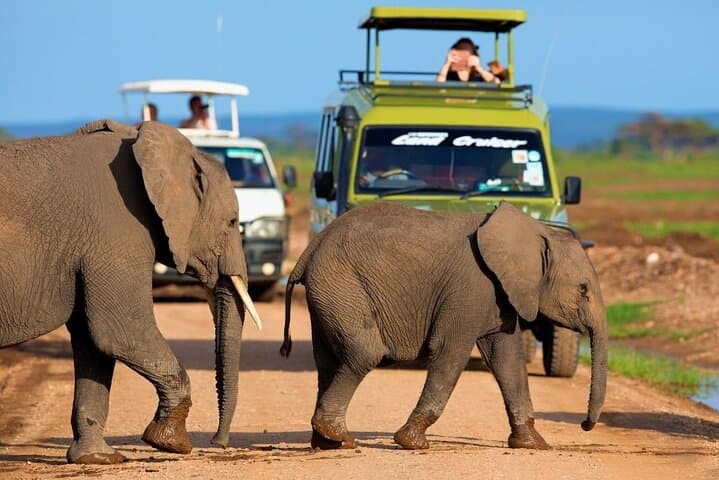 5-Day Wildlife Safari in Amboseli and Tsavo West National Parks: A Practical Guide