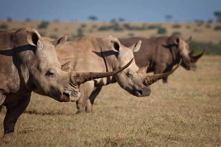 4-Day Ol Pejeta, Aberdare & Solio Ranch Safari: Rhinos, Waterfalls & Big-Game Drives photo 3