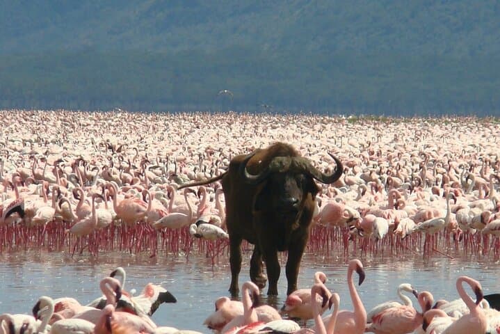 3-Day Rift Valley Safari: Lake Nakuru, Bogoria & Naivasha from Nairobi