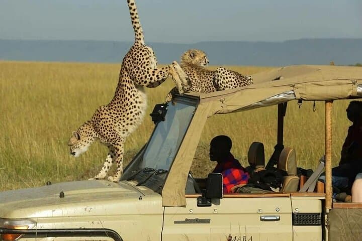 12-Day Kenya Big Five Safari: Samburu to Masai Mara — A Road-Trip Wildlife Odyssey photo 6