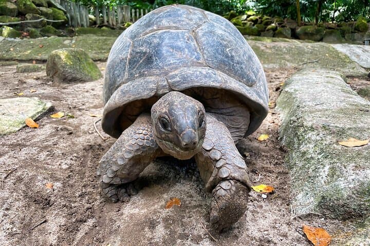 Private Half-Day Mahé Island Tour from Victoria — Beaches, Viewpoints & Gardens