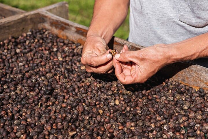 Monteverde Night Coffee Tour: Forest Coffee Processes & Guided Night Walk photo 3