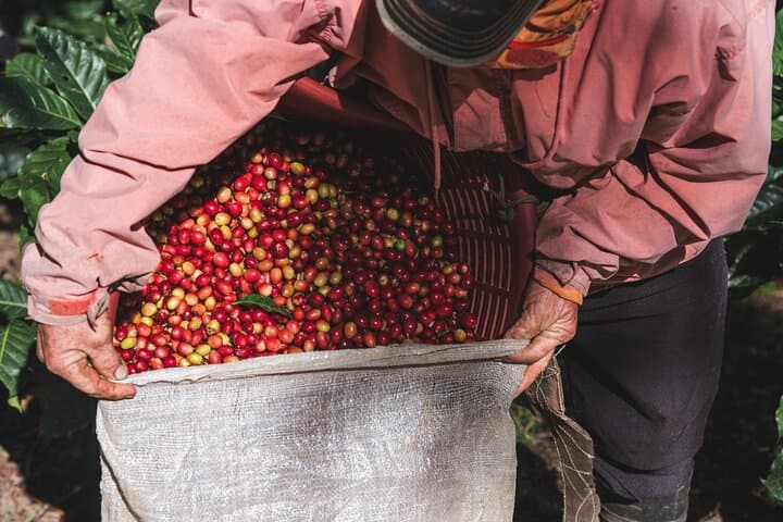 Monteverde Night Coffee Tour: Forest Coffee Processes & Guided Night Walk