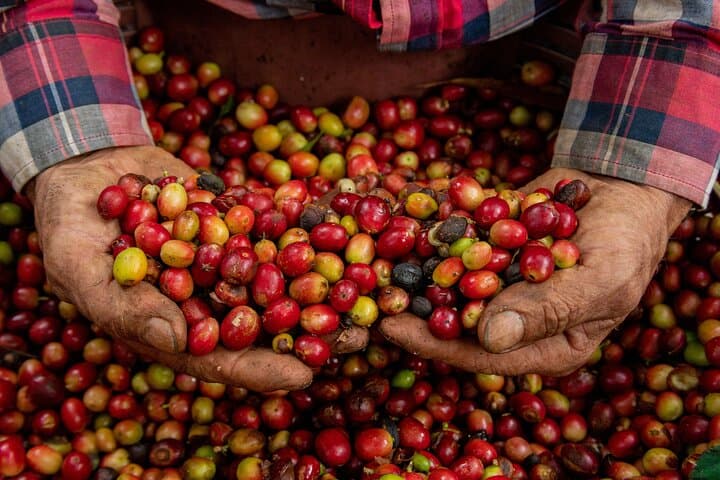 Forest Coffee, Sugar‑Cane & Cacao Experience in Monteverde