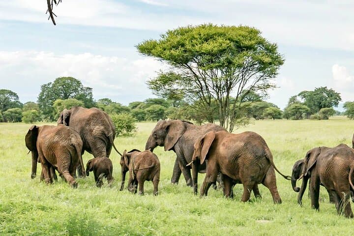 Tarangire Day Safari from Arusha: Elephant Herds, Baobabs & Picnic Lunch
