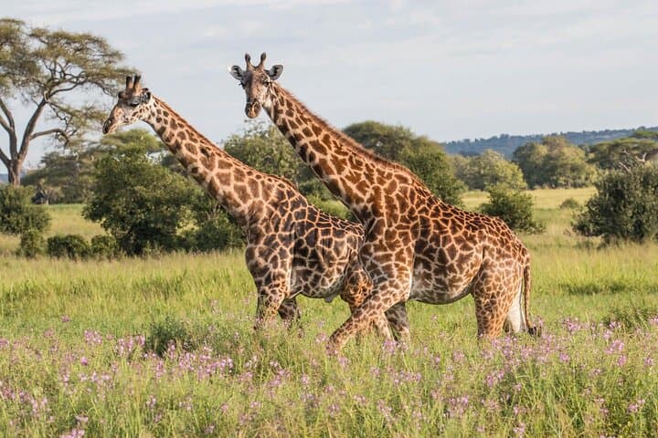 Tarangire Day Safari from Arusha: Elephant Herds, Baobabs & Picnic Lunch photo 2