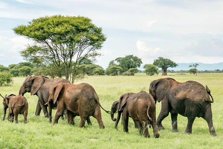 3-Day Tarangire, Ngorongoro & Materuni Safari from Arusha photo 4