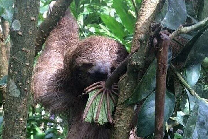 Private Rio Celeste & Tenorio Volcano Tour with Sloth Sanctuary, Butterflies, Coffee and Chocolate photo 3